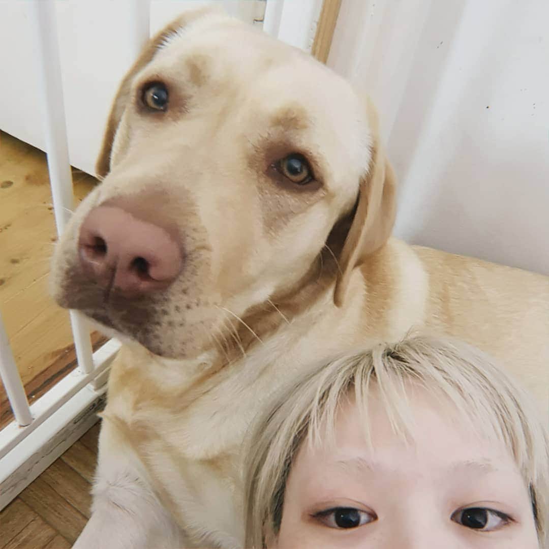フェルナンダ・リーのインスタグラム：「I missed you Tong 🐕 🥰🥰🥰🥰 #labradorretriever」