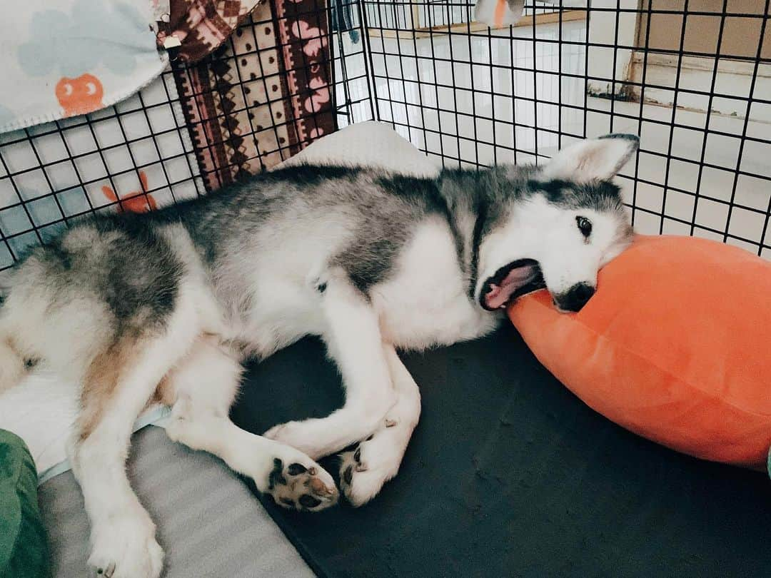 r_oseさんのインスタグラム写真 - (r_oseInstagram)「The happiest one 🐺🥕〰️ #siberianhusky #spoiledpup」7月12日 11時23分 - r_ose