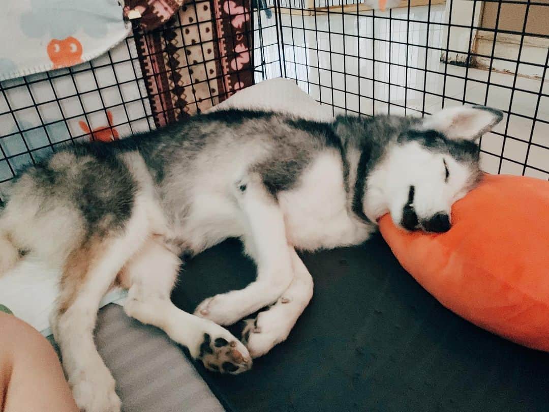 r_oseさんのインスタグラム写真 - (r_oseInstagram)「The happiest one 🐺🥕〰️ #siberianhusky #spoiledpup」7月12日 11時23分 - r_ose