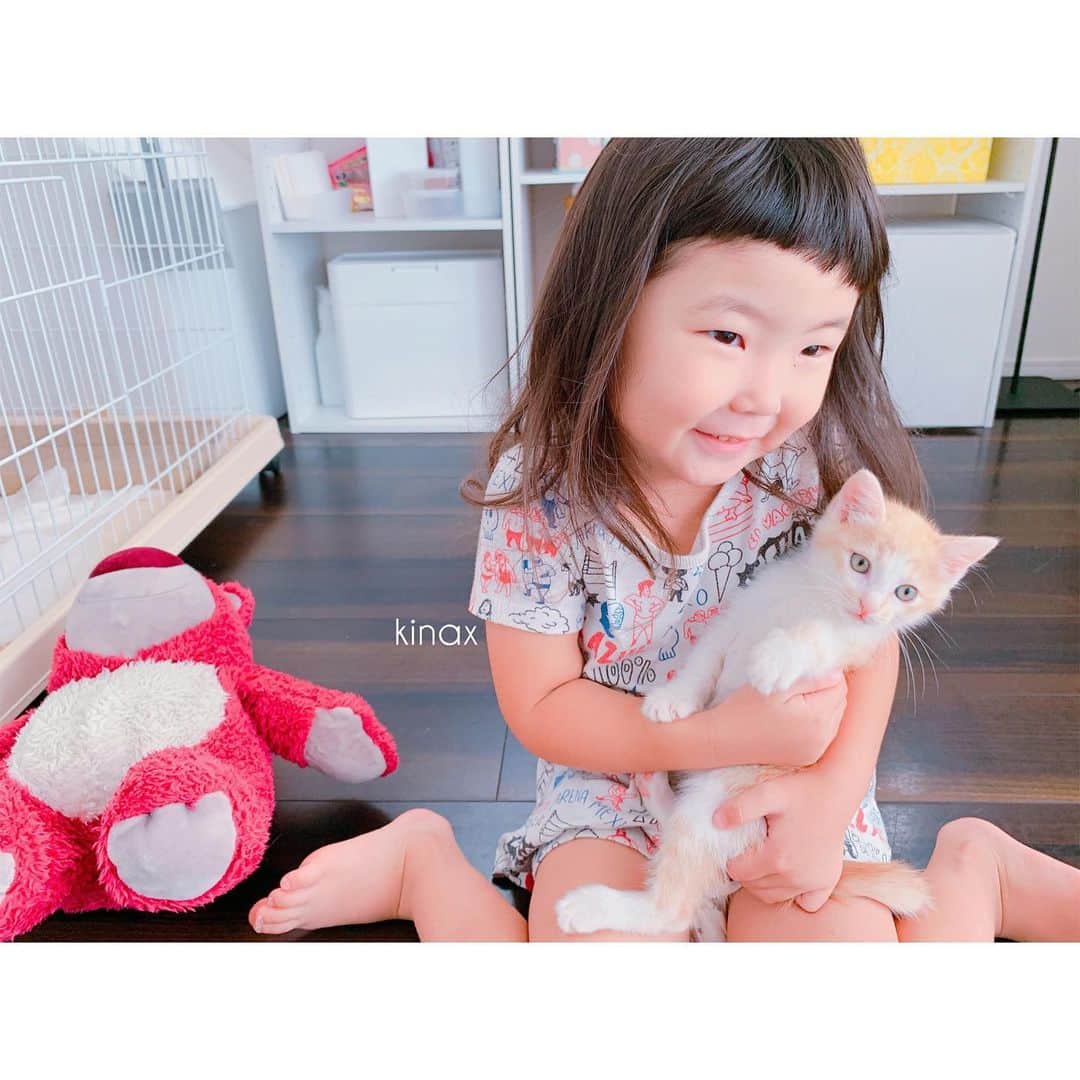 kinaxのインスタグラム：「. good afternoon(๑′ᴗ‵๑)☀in Japan, and good morning, good evening, good night for world friends! . 今日はいまいちなお天気だね☔️ 今年は全然夏らしくない7月だけど 今日が終業式な、ちびっこ姉さん🏖 . 体感的には、もう夏休み？！なんだけど ちびっこ姉さんはウキウキだから まぁいいかなʕ •́؈•̀ ₎♡ . . そんなこんなで、こねこたちが可愛くて仕方ない こどもたちʕ •́؈•̀ ₎♡ . . ゆうべはお洋服の中に入ってくれて 可愛すぎて悶えるちびっこ姉さんʕ •́؈•̀ ₎笑 . . ちびっこ姉さんは、むちこさんが生まれた時の 寂しかった気持ちが分かるからと わんこにもとっても優しくしてくれるけど 子猫たちとも戯れたいし…と ちびっこ姉さんなりに葛藤してるよʕ •́؈•̀ ₎♡ . ちなみにわんこはいつもより甘えん坊だけど 側にいてあげると落ち着くので 私がモフモフ係に勤しんでますʕ •́؈•̀ ₎♡ . . さてー長い夏休みが始まるねぇ🏖 楽しく過ごせるといいな(๑′ᴗ‵๑) . みんなもステキな1日を♡ . . #親バカ部 #ちびっこにゃんこ #保護猫 #こねこ #パステル兄弟 #ソルとルナ #猫すたぐらむ #kinaxちびっこs 2019/07/12」