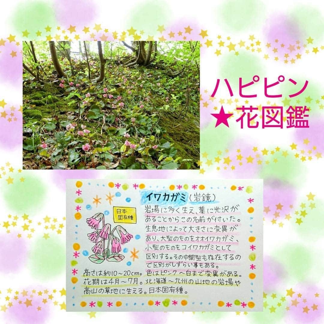 桜花さんのインスタグラム写真 - (桜花Instagram)「【ヤッホー！ハピピン花図鑑】  ８『イワカガミ』(岩鏡)  岩場に多く、葉がピカピカしている事が名前の由来🌷 もふもふしたピンクの花が可愛い✨  日本固有種🍀 写真は佐渡島で出会ったイワカガミ🍀  #ハピピン花図鑑  #ヤッホー #高山植物  #山登り  #山  #佐渡 #イワカガミ　#岩鏡 #ドンデン山荘  #山  #山の花  #花  #花図鑑 #mountain  #mountainflower #mountains  #iwakagami  #群生」7月12日 11時53分 - mountainohka