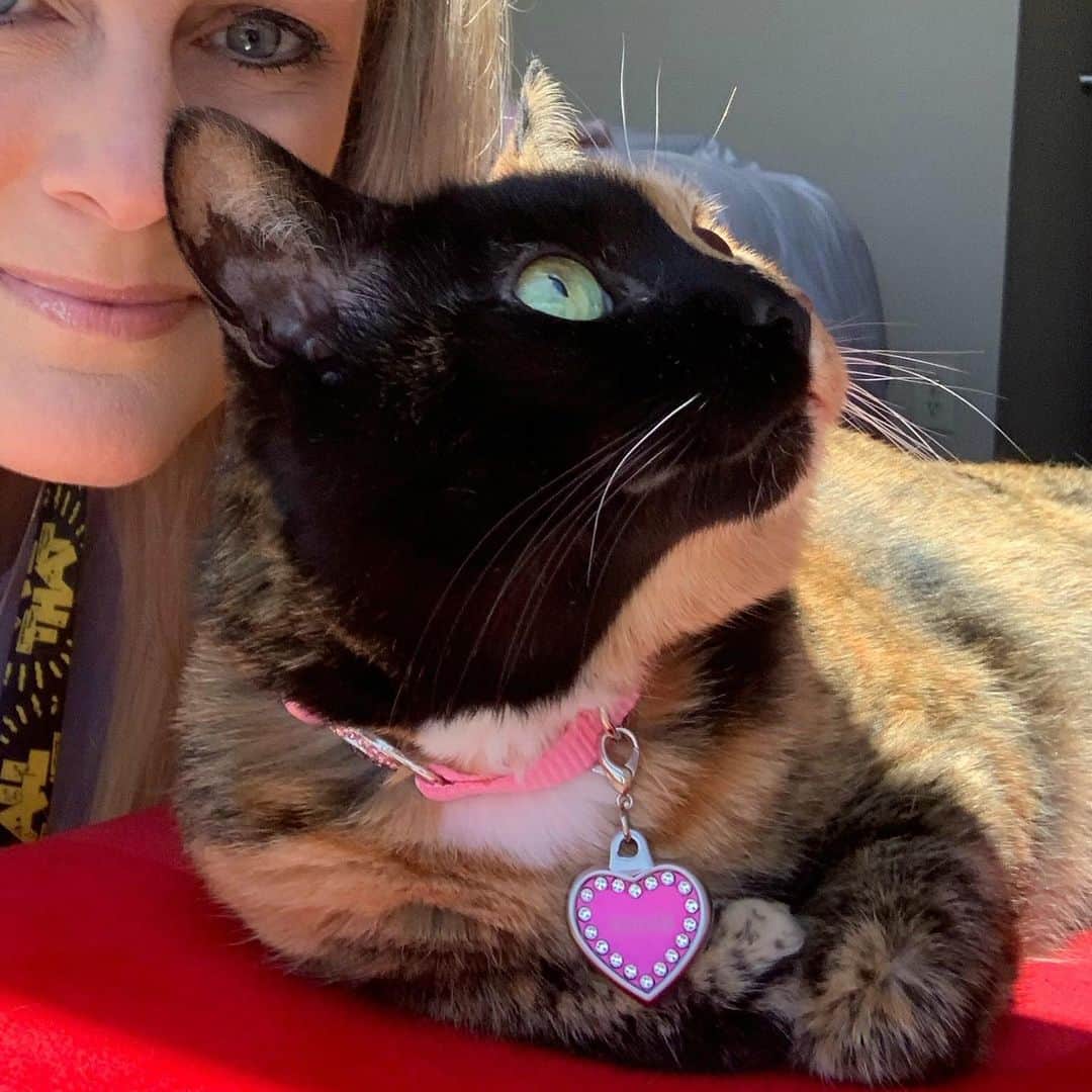 Venus Cat さんのインスタグラム写真 - (Venus Cat Instagram)「Selfie while soaking up some sun this afternoon in the hotel room ☀️ #vidcon #vidcon2019 #vidconus」7月12日 11時56分 - venustwofacecat