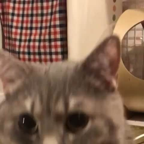 PECOねこ部のインスタグラム