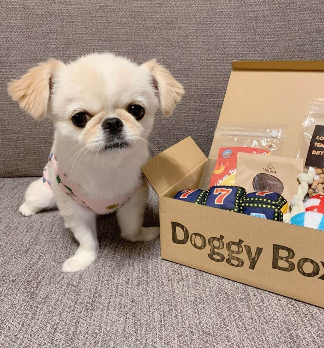 おもちくんさんのインスタグラム写真 - (おもちくんInstagram)「おもちのだいすきな📦 doggy boxとどいたよ👸🏻💰 今月のテーマはカジノ🎰 おもちかっこいい😙⤴︎ いつも入ってるおもちゃが 本当にかわいい😙🎰 #doggybox #ドギボ」7月12日 12時23分 - omochi_kun