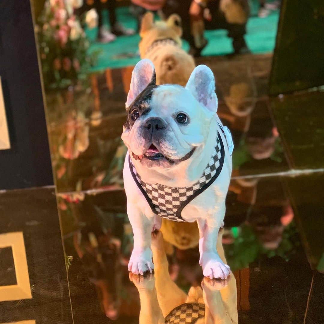 Manny The Frenchieのインスタグラム：「Does my butt look ok? 😁 . #Frenchie #frenchbulldog #losangeles #vidconus #vidcon #vidcon2019 #anaheim」