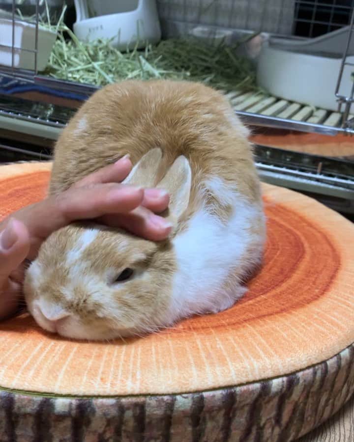 BUNNY?TUNA? のインスタグラム：「2019/7/12🙈 なでぇ〜🏖 . #なでなで#あまえんぼう#換毛期 #ネザーランドドワーフ#ツナ#TUNA#うさぎ#ふわもこ部#うさぎ部#うさぎのしっぽ#ペット#netherlanddwarf#bunnystagram#rabbit#lapin#cutebunny#bunnylove#bunnies#pet#petgram#rabbitstagram#japan#kawaii#weeklyfluff#cutepetclub#instapets#instabunnies#animallovers @junkuwana55」