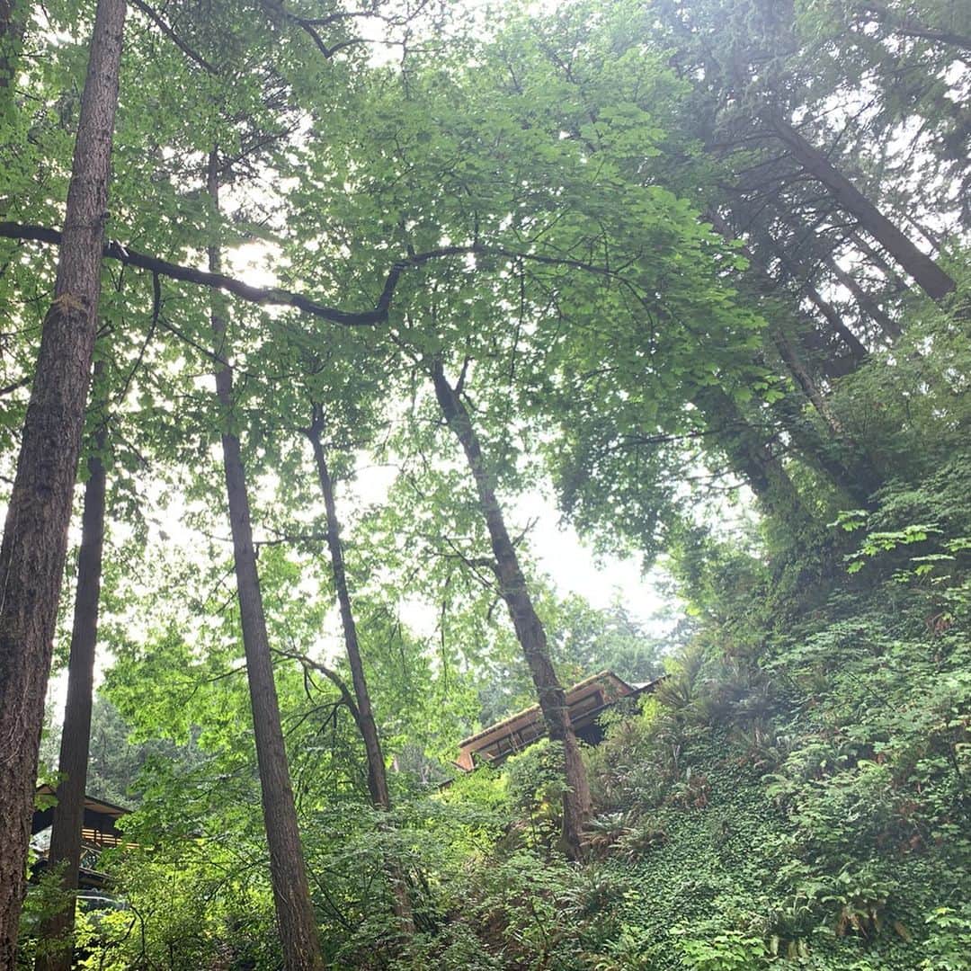 ノーマさんのインスタグラム写真 - (ノーマInstagram)「Portland Japanese Garden🎍 オレゴンの大自然と日本文化の融合が魅力的なポートランド日本庭園。世界屈指と言われる日本庭園なのだそう。 庭園に限らずこの辺りは苔がとにかく美しくて萌える。 オレゴンに20年暮らすおとんと。  #oregon #portland #portlandjapanesegarden #botanics #nomatrip #オレゴン #ポートランド #ポートランド日本庭園 #植物 #苔」7月12日 12時30分 - noma77777