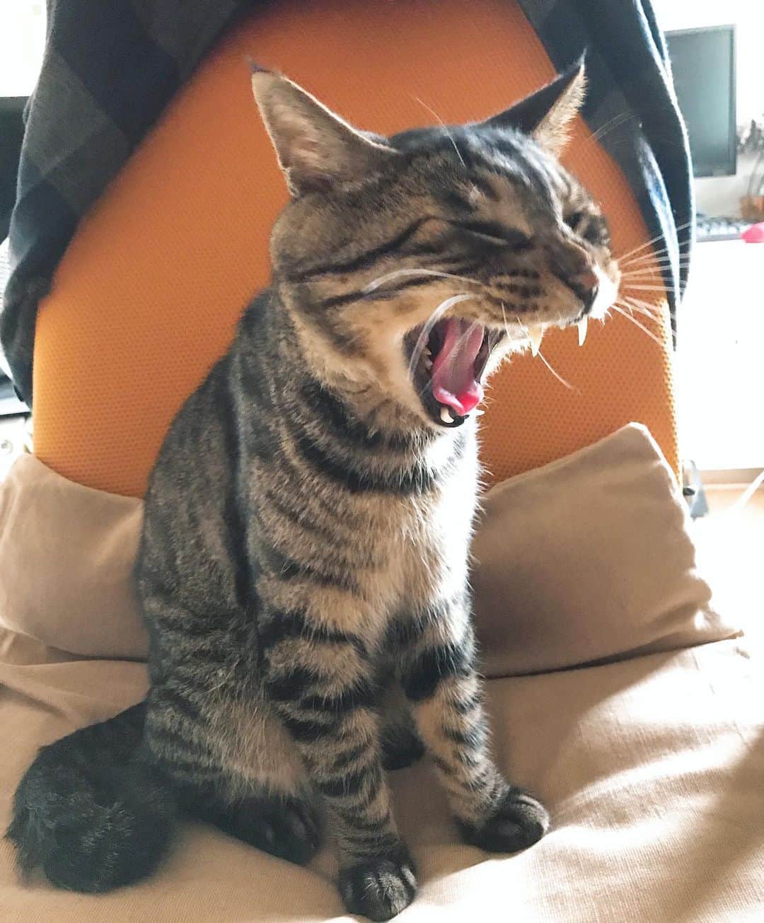 Musashiさんのインスタグラム写真 - (MusashiInstagram)「おはムサシ！ 朝のアンギャー！ Big yawn.😹 #musashi #mck #cat #キジトラ #ムサシさん #musashi_the_cat #ねこすたぐらむ」7月12日 12時41分 - _daisy