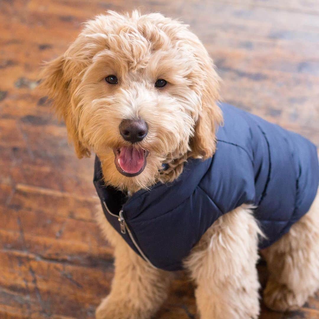 DogsOf Instagramのインスタグラム：「#tbt to a younger @gusgus_thegoldendoodle and wishing Gus a very HAPPY 3rd BIRTHDAY!!! 🎉 🎈 🎂」