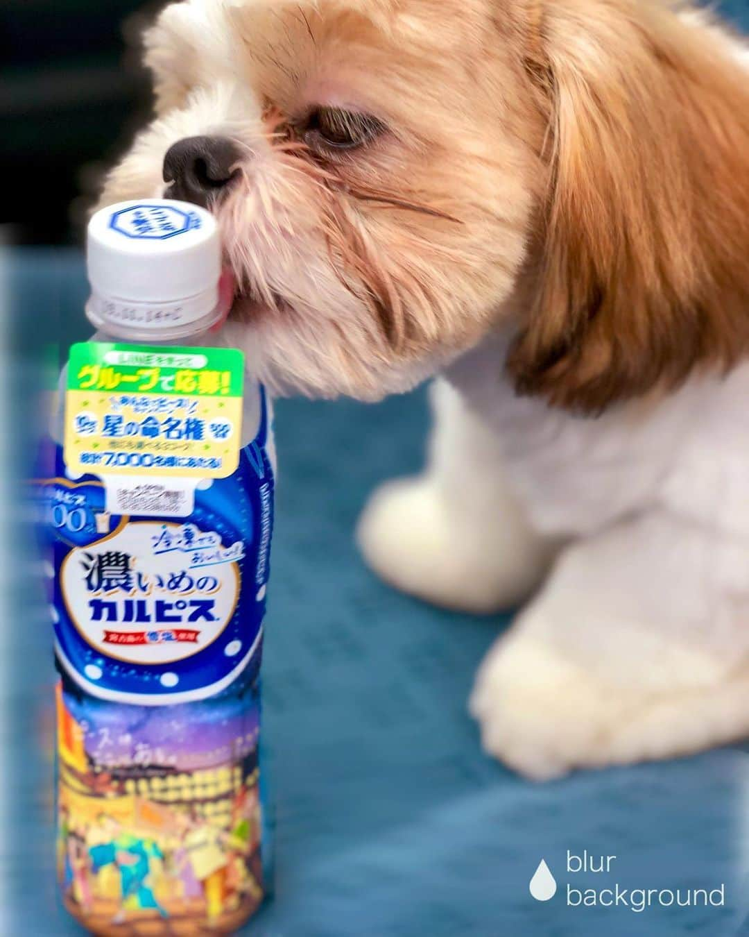 倉田雅世さんのインスタグラム写真 - (倉田雅世Instagram)「‪濃いめのカルピス、パッケージが夏祭りでかわいいな。‬ ‪と、思ったら、写り込んでくるもふもふ。‬ ‪ #カルピス #いぬすたぐらむ ‬」7月12日 12時54分 - kuralamune