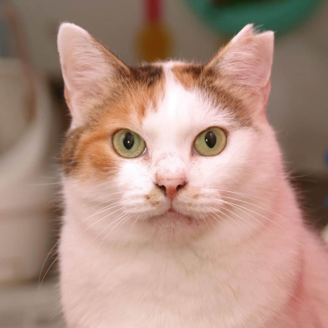 Kachimo Yoshimatsuさんのインスタグラム写真 - (Kachimo YoshimatsuInstagram)「ミケ子さん、首は？ #uchinonekora #mikeko #neko #cat #catstagram #kachimo #猫 #ねこ #うちの猫ら http://kachimo.exblog.jp」7月12日 13時11分 - kachimo