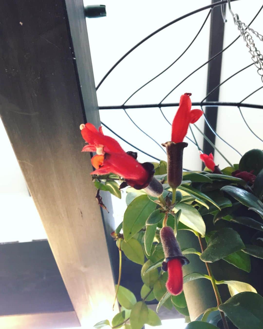 MILLE ECLAT.のグルメインスタ