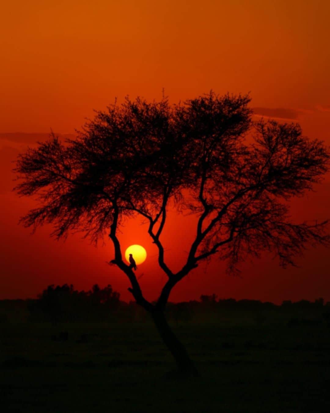 Canon Asiaのインスタグラム：「“This was taken near the Jhelum River, in Punjab, Pakistan. While watching a beautiful sunset, we often forget what is noteworthy in our surroundings. Pause, and look around for an interesting subject. That's exactly what I did and I captured this lovely silhouette.” • When taking sunset silhouettes, choose subjects with strong, easily defined shapes like birds 🐦or trees 🌳 This maximises contrast against the blazing sun ☀️ for a stunning shot! • 📷 Image by @alee_nisar shot using the Canon EOS 6D | Canon EF 70-200mm f/4L USM | f/6.3 | 1/640s | ISO 100 | 159mm  Want your photos to be featured too? Tag them with #canonasia !  #canonasia #photography #nature #pakistan #pakistan_pics #sunset」