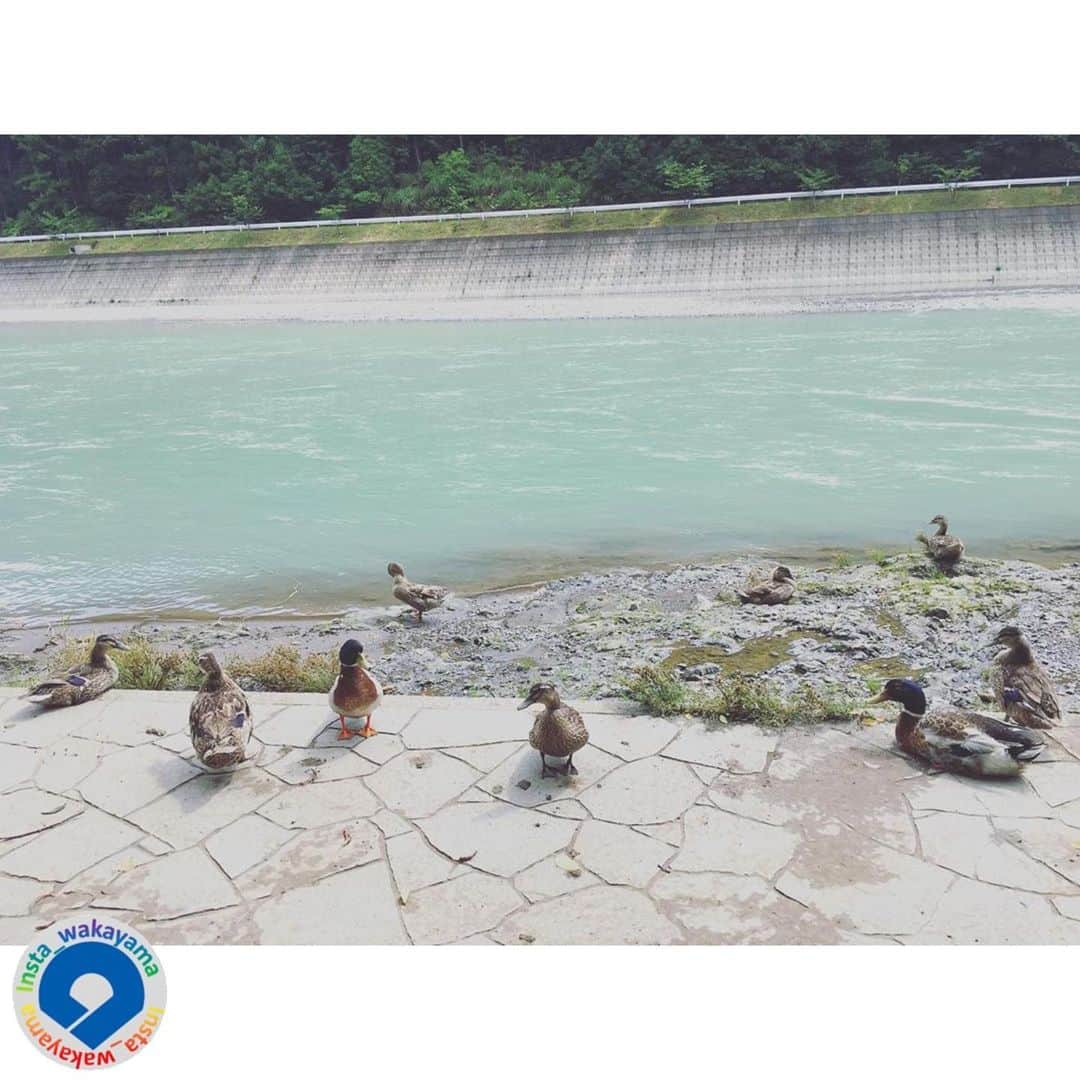 和歌山県さんのインスタグラム写真 - (和歌山県Instagram)「* Insta_Wakayamaでは、皆さんがハッシュタグをつけて投稿してくださった写真から、素敵な写真をご紹介させていただきます！ 本日のピックアップは、@ryuyu_511さんのお写真です☆ハッシュタグご利用ありがとうございますm(_ _)m .  こちらは和歌山県田辺市龍神村にある道の駅「水の郷日高川　龍游」で撮影されたお写真です😃こちらには、地元の食材を使ったお食事を楽しむことのできる食堂や、紀州材を使用した家具などを展示・販売するお店があるそうです😆すくそばを流れる清流日高川の水辺で休憩中(?)のカモにも出会えるかもしれませんね🦆 ホームページ（http://www.ryuyu-ryujin.com/） . @insta_wakayama では、ただいま #グッドトリップ和歌山 投稿キャンペーンを開催中！和歌山県の素敵なお写真を投稿していただいた方々の中から、毎月5名様に1万円をプレゼント🎁します！🎉詳しくは@insta_wakayama のプロフィールにあるURLをチェックしてください。 . 和歌山に関する投稿には「#insta_wakayama」のハッシュタグをつけてください★ 和歌山の魅力を皆さんで発信していきましょう！ ハッシュタグをつけると同時に、写真の場所の記載・位置情報の登録もお願いします🎵 . #水の郷日高川龍游 #道の駅 #龍神村 #田辺 #和歌山 #和歌山県  #tanabe #wakayama #観光 #観光和歌山 #風景 #風景和歌山 #なんて素敵な和歌山なんでしょう #insta_wakayama #wakayamagram #instameet_wakayama  #nagomi_wakayama #visitwakayama #retrip_news #japan」7月12日 13時29分 - insta_wakayama