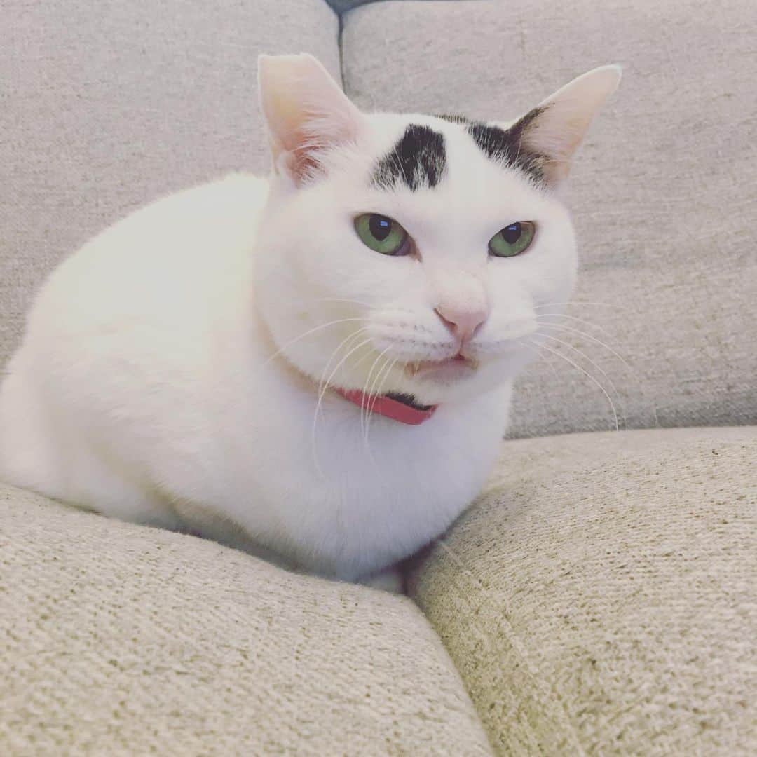Siznaのインスタグラム：「#dura #cat #づら #猫 #sizna #雑種 #元地域猫 #ヅラ #ヅラ猫 #ヅラ猫部 #にゃんスタグラム #猫変態を増やそうの会 #何かに似てる #変顔」