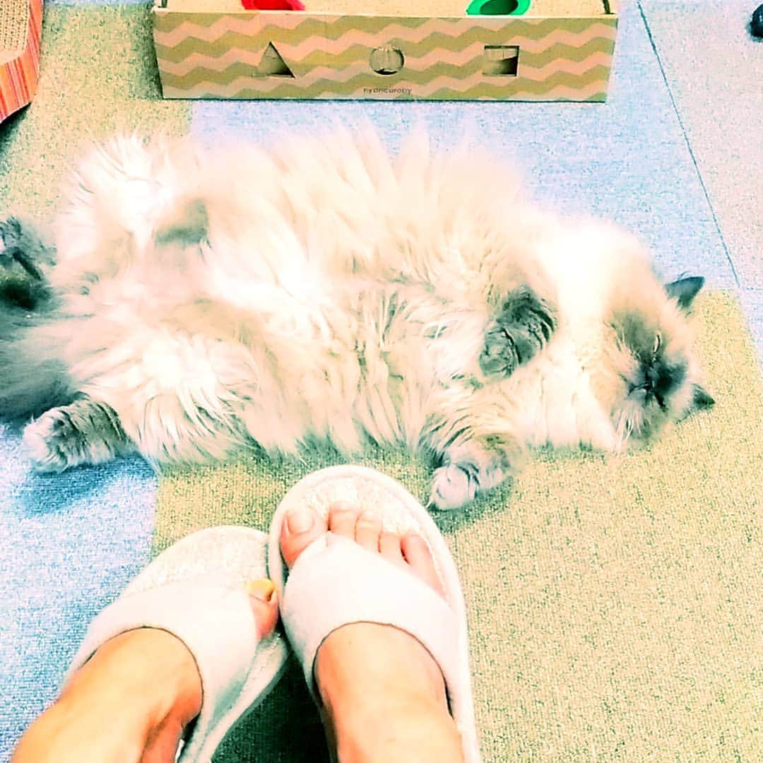 高口里純さんのインスタグラム写真 - (高口里純Instagram)「しっ、死んでる？！🙀 #猫#ねこすたぐらむ #にゃんすたぐらむ #ヒマラヤン  #cat#himalayancat #pet」7月12日 13時37分 - takaguchijay