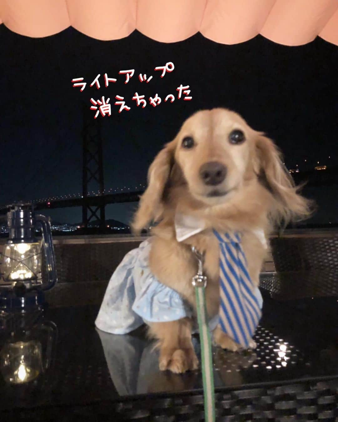 チズさんのインスタグラム写真 - (チズInstagram)「淡路島の夜🌉 庭のテラスやポンテ小屋🤳 ドッグラン🐕💨満喫♡ 今年最初の花火🧨も♪( ´▽｀) #淡路島 #岩屋 #貸別荘 #バケーションレンタル #犬と泊まれる宿  #旅は犬連れ  #明石海峡大橋  #犬とお出かけ 🐕💨 #旅は犬連れ  #Mダックス#ダックス#ミニチュアダックス #親父犬#シニア犬#ミニチュアダックスフンド #ミニチュアダックスクリーム#短足部 #短足犬#カニンヘンダックス #ダックス13歳#カニンヘンダックスフンド#犬は家族#犬のいる生活#インスタでわんこみるのが日課 ♡♡」7月12日 13時48分 - sqi.chizu