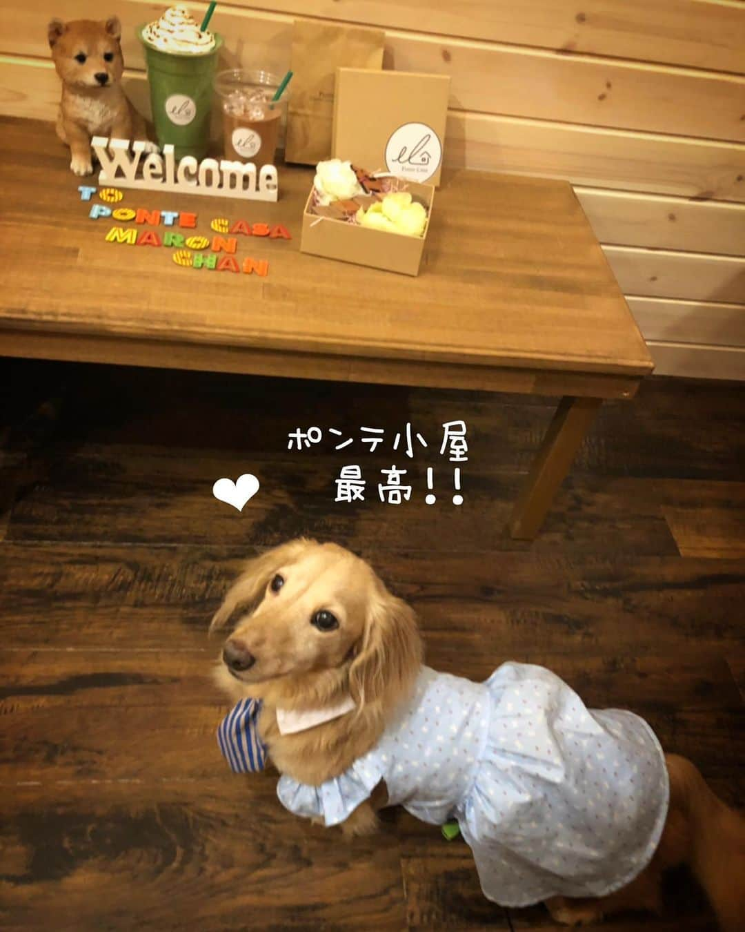 チズさんのインスタグラム写真 - (チズInstagram)「淡路島の夜🌉 庭のテラスやポンテ小屋🤳 ドッグラン🐕💨満喫♡ 今年最初の花火🧨も♪( ´▽｀) #淡路島 #岩屋 #貸別荘 #バケーションレンタル #犬と泊まれる宿  #旅は犬連れ  #明石海峡大橋  #犬とお出かけ 🐕💨 #旅は犬連れ  #Mダックス#ダックス#ミニチュアダックス #親父犬#シニア犬#ミニチュアダックスフンド #ミニチュアダックスクリーム#短足部 #短足犬#カニンヘンダックス #ダックス13歳#カニンヘンダックスフンド#犬は家族#犬のいる生活#インスタでわんこみるのが日課 ♡♡」7月12日 13時48分 - sqi.chizu