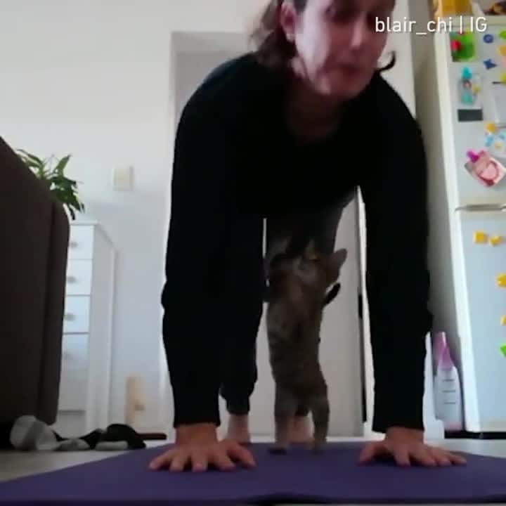 のインスタグラム：「What's the hardest type of yoga? Yoga with cat⠀ ⠀ 📹@blair_chi⠀ ⠀ #meowed #yoga #AnimalYoga #CatYoga #YogaTeacher #TryNotToDie #OnlyForTheBrave」