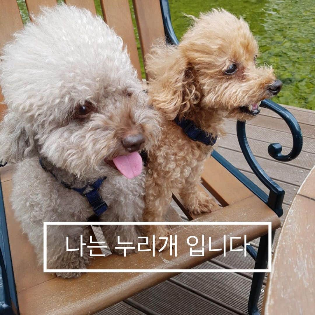 キム・ジュニさんのインスタグラム写真 - (キム・ジュニInstagram)「안녕하세요, 몽오,모카의 견주 김준희입니다 오늘은 개를 사랑하는 사람들이 가장 맘아파하는날, 수 많은 개들이 ‘식용’으로 사라지는 #복날 입니다 ‘먹어도 되는 개’로 알려져 있는 ‘식용견’은 사실 우리의 반려견과 다르지 않습니다. 실제 식용견 농장에는 도사견종, 누렁이뿐 아니라 푸들, 골든리트리버, 코카스파니엘, 비글 등  다양한 종의 개들이 발견되기도 합니다. - ‘식용견’으로 불려왔던 이들에게, 대국민 투표를 통해 ‘누리개’라는 새로운 이름이 생겼습니다. - ‘누리개’는 ‘세상’을 뜻하는 순 우리말 ‘누리’에서 의미를 따와, 새 세상을 누리라는 희망과 염원을 담은 이름입니다. ‘식용견’이라는 슬프고 잔인한 이름이 아닌 ‘누리개’라는 새로운 이름을 불러준다면, 그들의 삶에도 큰 변화가 있을 것입니다. - ‘누리개’라는 새 이름이 ‘식용견’이라는 마음 아픈 이름보다 더 널리 쓰일 수 있도록, 여러분도 함께 알려주세요! 1) ‘누리개’를 직접 종이나, 화이트보드, 아이패드 등에 적고 사진을 촬영해서 #NameMe #나의이름은누리개 #식용견은없습니다 #휴메인소사이어티인터내셔널 #HSI 해시태그와 함께 본인의 인스타그램에 올려주세요. 2) 캠페인에 동참할 인친 세 명을 지정해 이 이름이 더 널리 알려질 수 있도록 해주세요  제가 지목할 세 분은 @mandy_mom2019  @poodlekanu  @greentee.park 님 입니다! - 🐶지목하지 않은 분들도 누구나 참여 가능합니다!! 누리개를 위해 꼭! 용기 내어 주세요 :-) - #NameMe #나의이름은누리개 #식용견은없습니다 #휴메인소사이어티인터내셔널 #HSI #junielovesmongandmoca」7月12日 13時56分 - evajunie