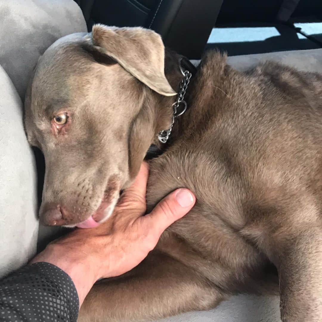 ストーン・コールド・スティーブ・オースチンのインスタグラム：「Moolah healing up.  Cali raising hell.  #silverlab #blacklab」
