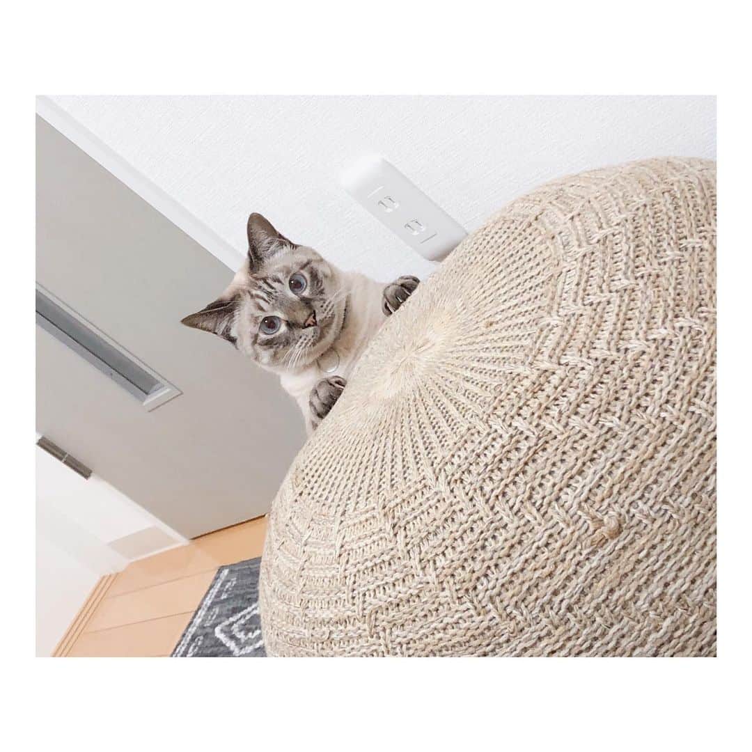 福咲れんのインスタグラム：「#うちのしまくん #猫のいる暮らし #cat #catstagram  #ねこすたぐらむ #ねこ #シャムトラ #シャムトラミックス」