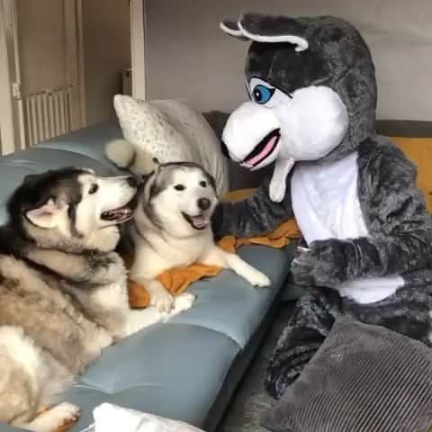 husky and malamuteのインスタグラム：「Oh..that really interested.🤣🤣 follow @alaskandaily （Twitter：alaskandaily）for more cute pic and video.😜 ……………………………………………………………… From@milperthusky ……………………………………………………………… #alaskan#malamute#alaskanmalamute#alaskanhusky#malamutesofinstagram#puppylife#puppylove#puppydog#puppylover#dogdays#malamutepuppy#huskies#huskeypuppy#huskeiesreq#siberian#huskeiesofig#dogslife#dogsofnyc#cutedog#cutedogs#huskeypics#huskeylovers#huskygram#huskeylove#huskiesofinstagram#dogsofnyc#husky#狗」