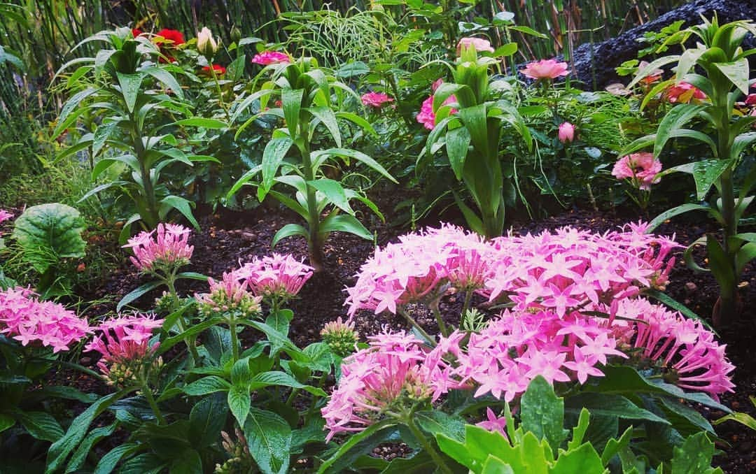 法政大学さんのインスタグラム写真 - (法政大学Instagram)「ボアソナード・タワー4階　グリーンテラス。梅雨空のしたでも、綺麗に咲いていました。 #屋上緑化 #花壇 #ボアソナードタワー #法政 #大学 #hosei #university #市ヶ谷 #キャンパス #花 #campus #flower #greenroof #garden #bloom」7月12日 14時52分 - hosei_university