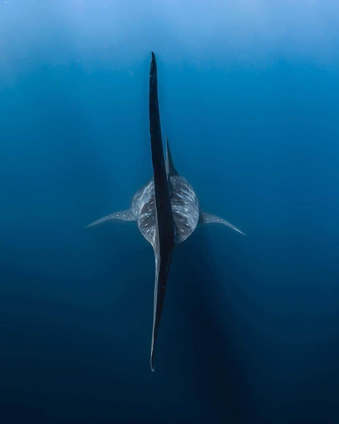 Australiaさんのインスタグラム写真 - (AustraliaInstagram)「Very whale then, see you next year. 👋🏻 @samlawrencephoto took one last look at this gentle giant as this @westernaustralia #whaleshark swam away. You can swim with the world’s biggest fish in this part of @australiascoralcoast between March and August on a @ningalooreefdive tour, rubbing shoulders with the colourful marine life of #NingalooReef. At the end of whale shark season humpback whale season starts, so book a ‘humpback whale adventure tour’ between now and October to swim with a different but equally majestic kind of giants.  #seeaustralia #justanotherdayinwa #coralcoast #adventure #wildlifephotography #underwaterphotography」7月12日 15時00分 - australia