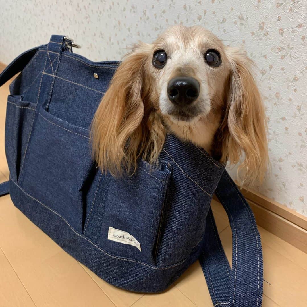 のインスタグラム：「数日前に届いた @snowdrop_plus さんのお散歩リュック💕 やっぱり可愛い~😍 ちーくんも楽ちん🐾 小6の娘 身長146㌢が4㌔弱のちーくん背負ってます🎵 ＊ 昨日のちーくんのお誕生日にたくさんのメッセージ本当にありがとうございました😊 ＊ #犬#ダックス#ダックスフンド#ミニチュアダックス#dachs#いぬぐみ📛#pecoいぬ部#シニア犬 #よく寝るシニア犬#わんぱく部#サンデイ#todayswanko #east_dog_japan #ボンボンハイスクール」