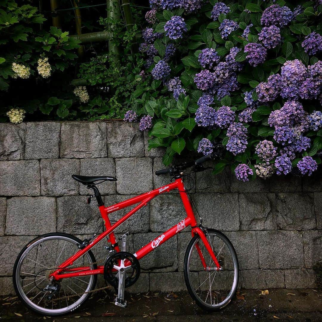 古田ちさこさんのインスタグラム写真 - (古田ちさこInstagram)「愛車と紫陽花💜 . 雨がひどくないので紫陽花めぐり🎶 濡れてる路面に気をつけながら…🚲 . 自転車保険入ってるけど、滑るのが怖いので路面が濡れてる時は人や車の通りが多いところは走らないようにしてます。🙅‍♀️ . 日本の四季と愛車シリーズ、菜の花とは撮り損ねたから嬉しい😆☔️ . #カープ自転車#nagibike#nagibikeカープコラボモデル#kask_cycling#ミニベロ#minivelo#minivelogenic#ミニベロのある風景#自転車のある風景#ゆるポタ#街ポタ#ポタリング#ミニベロ女子#カープvans#カープスリッポン#カープコラボ#カープグッズ#カープ女子」7月12日 16時09分 - chisakofuruta