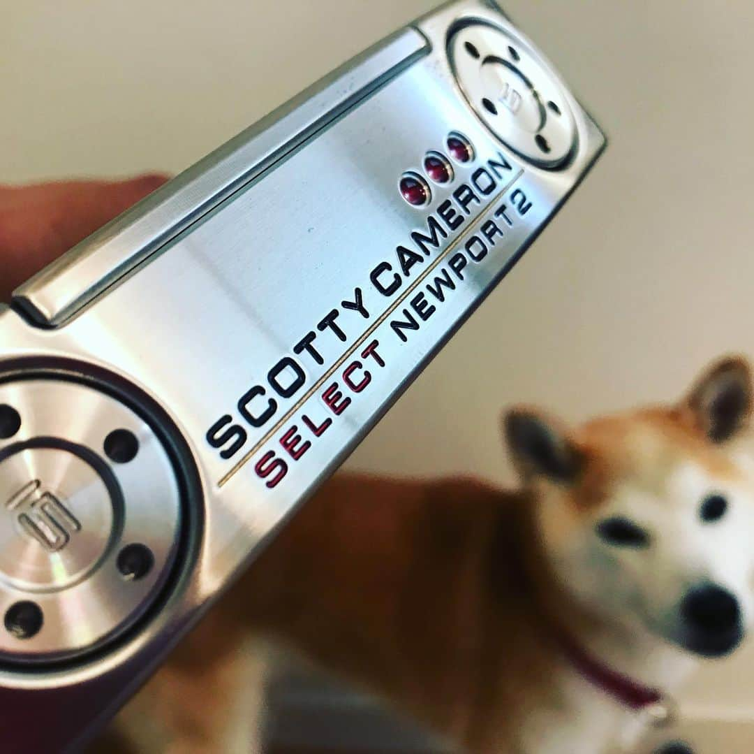 ミノルクリスさんのインスタグラム写真 - (ミノルクリスInstagram)「憧れの #scottycameron  #titleist  #taylormade  #golf #ゴルフ #shibainu  #スコッティキャメロン  #柴犬」7月12日 16時17分 - djminoruchris