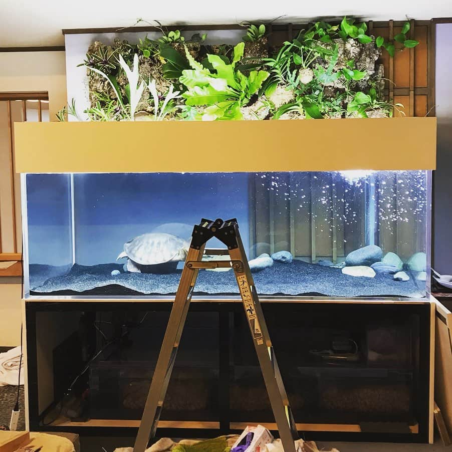 森泉さんのインスタグラム写真 - (森泉Instagram)「Upgrading my #pignoseturtle tank💚 These guys are amazing👍 can't wait for the final result🎶」7月12日 16時45分 - izumi.mori