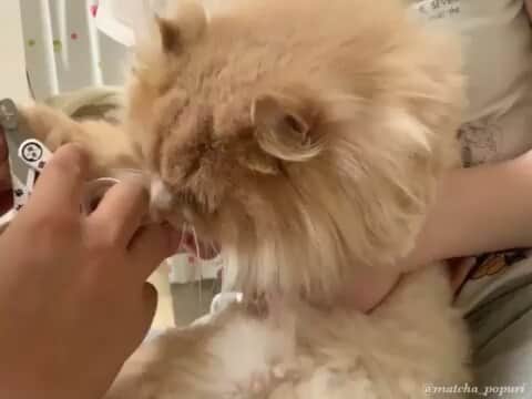 猫壱（ねこいち•ネコイチ）のインスタグラム