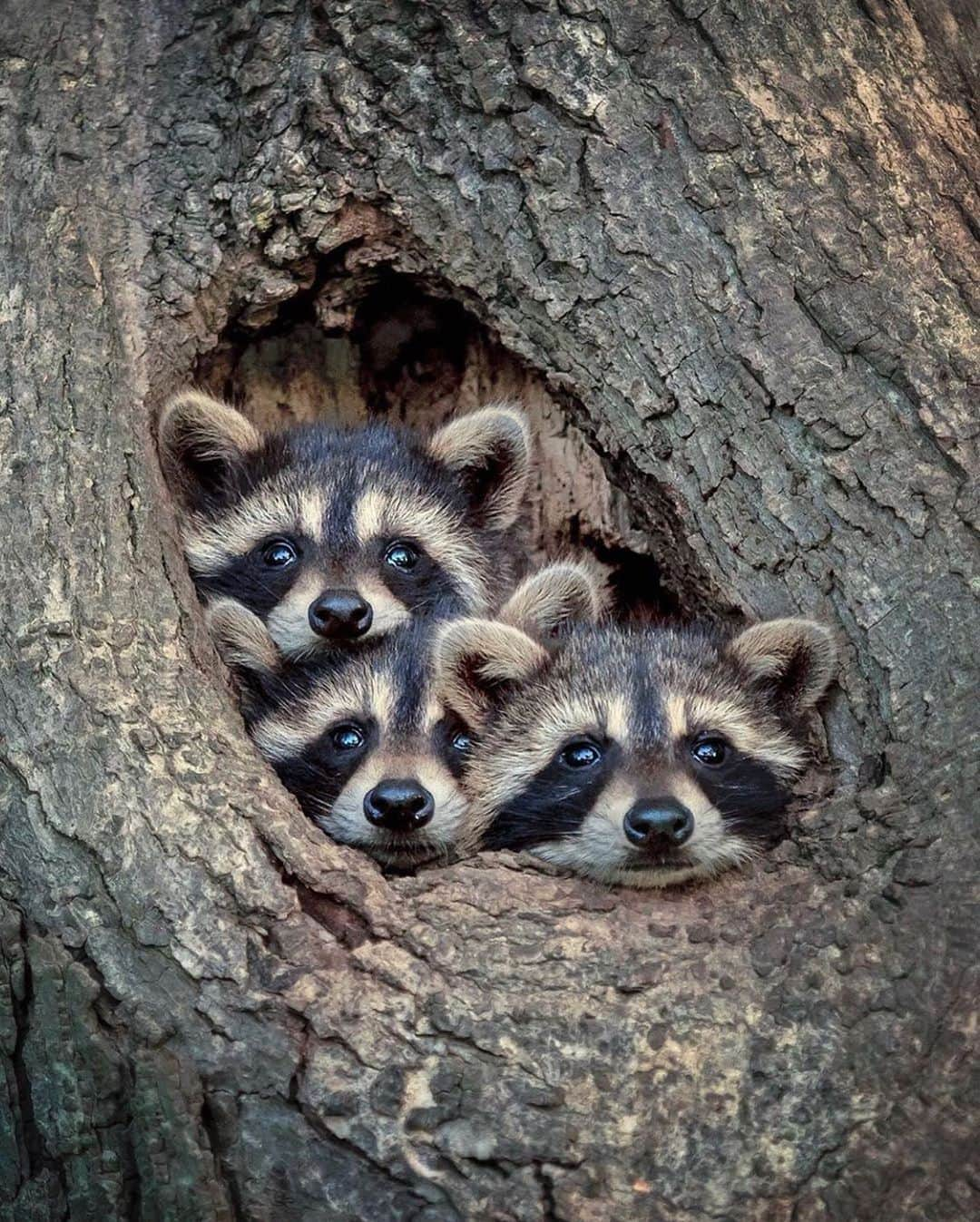 Canon Photographyさんのインスタグラム写真 - (Canon PhotographyInstagram)「Besides that #raccoons can be really annoying, they also look incredibly cute. What’s  your best Raccoon related story? We’d love to hear them. Photography | @kevinbiskaborn  #raccoon #wildlife #wildlifephotography #cute #canada #canadian」7月12日 17時09分 - cpcollectives