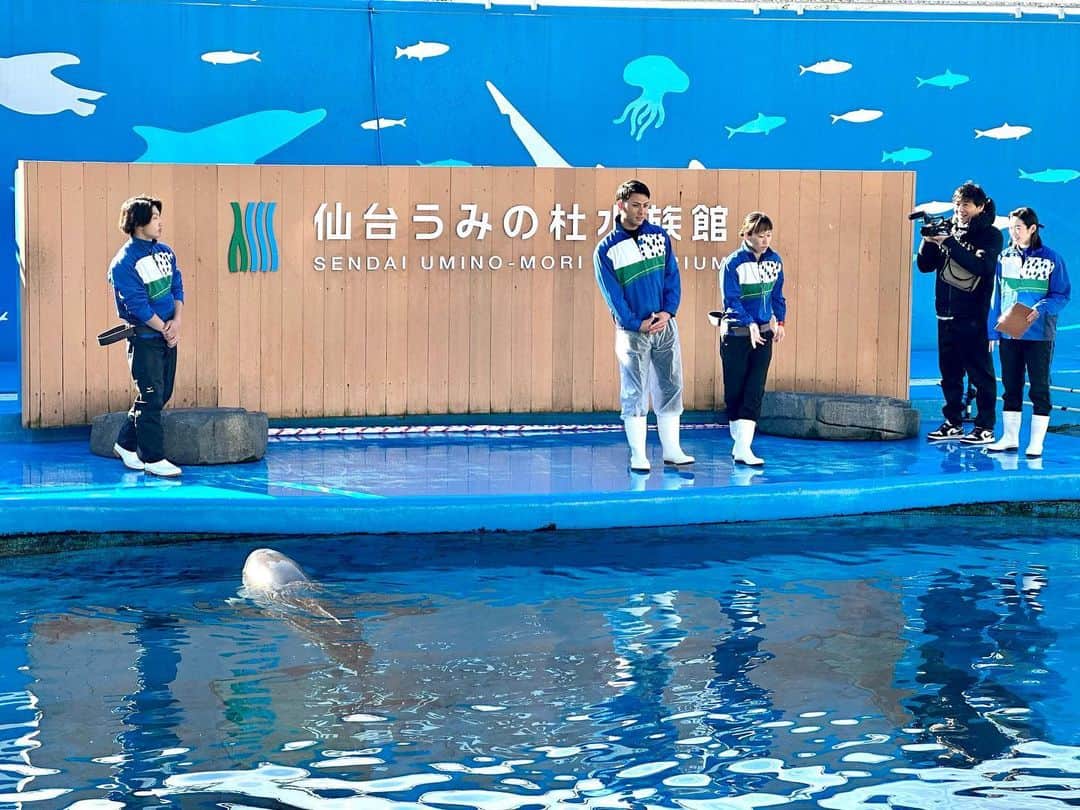 東北楽天ゴールデンイーグルスさんのインスタグラム写真 - (東北楽天ゴールデンイーグルスInstagram)「🐬  先日、村林選手の夢を叶えるべく #むらこぶ で #仙台うみの杜水族館 へ🌊✨  イルカのトレーナーを体験する村林選手と それを応援する小深田選手の姿は 「楽天イーグルス2023シーズン総集編」でCHECK！💿  水族館デートや以心伝心ゲームも行い、 今回も『むらこぶしてます』🤭  #RakutenEagles #小深田大翔 #村林一輝 #むらこぶするむらこぶ #思わずイルカもカメラ目線 #東北#宮城#仙台」12月18日 14時59分 - rakuten_eagles