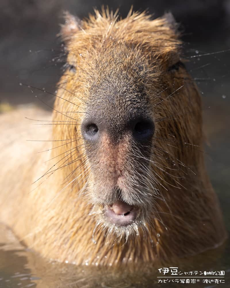 渡辺克仁のインスタグラム：「おはようございます。  #カピバラ #水豚 #capybara #おはよう」