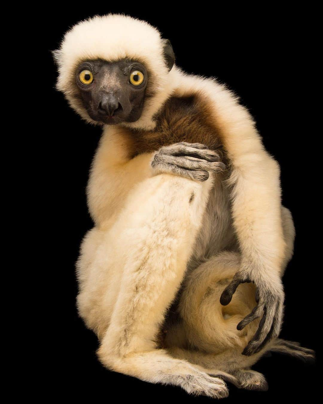 Joel Sartoreのインスタグラム：「Ever wonder how lemurs like this Von der Decken’s sifaka got their name? Local Malagasy people named them for the unique call they send echoing through Madagascar’s forests, which sounds like shif-auk. As vegetarians, these primates spend their days foraging for flowers, leaves, fruit, and tree bark, and are known to consume nearly 100 different plant species. They need intact forest to survive, and in turn, the forests of Madagascar depend on lemurs to help maintain the health and reproduction of many tree species. This is no easy feat for the lemurs as forests within this sifakas’ range are already highly fragmented - cut down for charcoal production, then burned to provide pasture for livestock. Photo taken @lemurialand_nosybe.  This December, we’re counting down to the anniversary of the Endangered Species Act on December 28th. Each day, we’ll feature a different species protected by this act so you can learn more about their stories. #lemur #primate #animal #wildlife #photography #animalphotography #wildlifephotography #studioportrait #PhotoArk #HopeForSpecies @insidenatgeo」