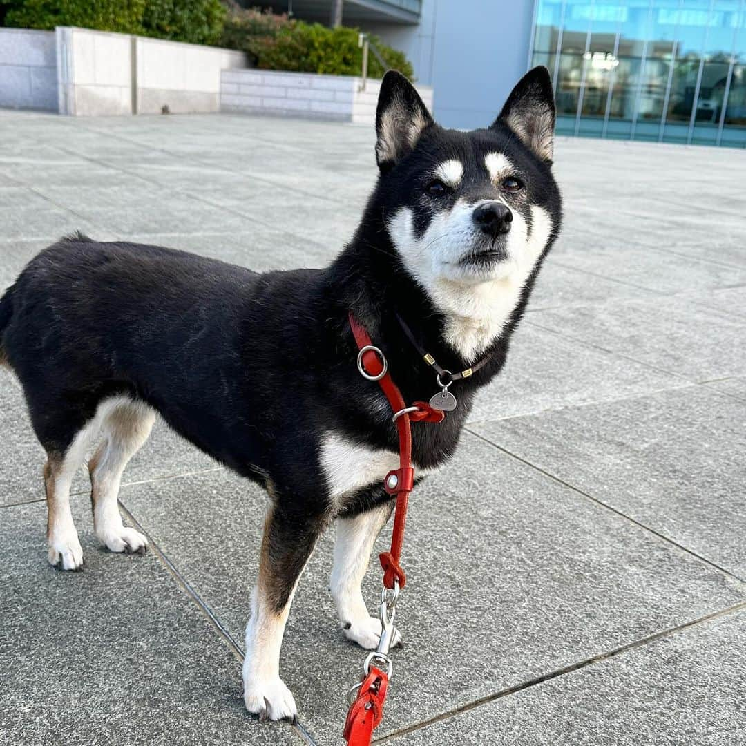 vo_coのインスタグラム：「🐾 冬、来ましたね 急に寒い🥶 こたちゃんは寒くて嬉しそう 足取りが軽いです ＊ #shibastagram #instashiba #shiba #shibainu #黒柴 #柴犬」