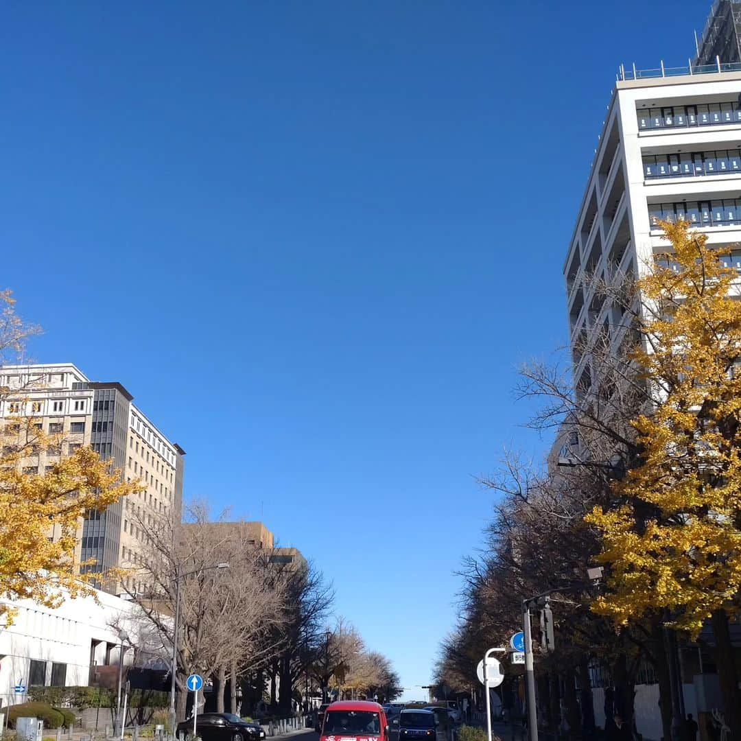 くぼてんきのインスタグラム：「横浜晴れ  #横浜 #晴れ #今季一番の冷え込み #イチョウもラスト」