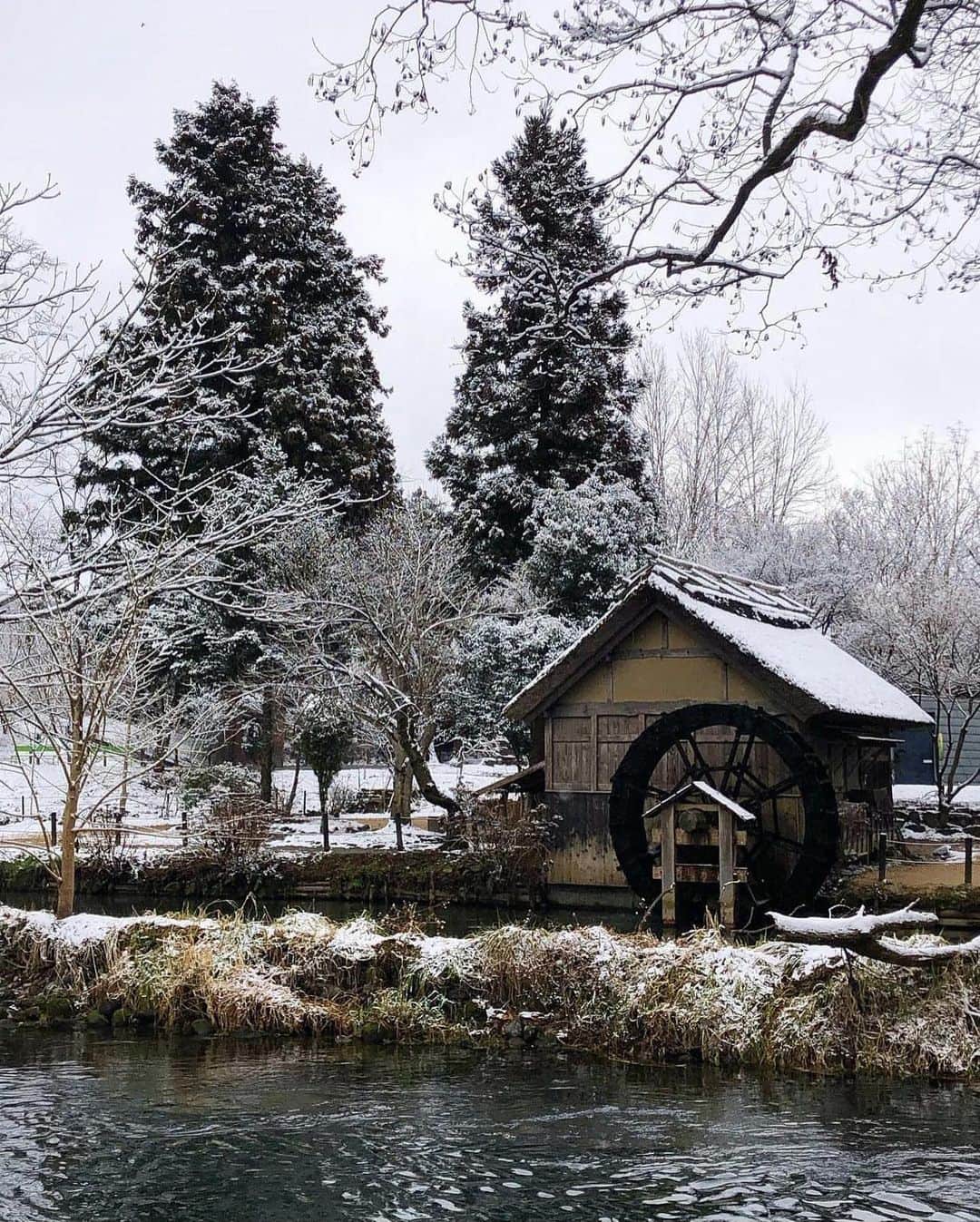 ?長野県 観光 公式インスタグラム のインスタグラム：「// Photo by @azuminoalpu  雪景色も趣がある 「大王わさび農場」 ＠安曇野市  日本最大級の規模を誇る 「大王わさび農場」 北アルプスからの雪解け水で一年を通して良質なわさびが栽培されています👀✨️  夏の緑美しい景色から、冬は風情を感じられる雪景色に⛄️✨️  施設では、わさびをメインに楽しめる定食や、わさびコロッケ、わさびソフトクリームなども販売しているので、わさびを存分に楽しむことができますよ😀✨️  ＝＝＝＝＝＝＝＝＝  Daio Wasabi Farm (Azumino City)  The Daio Wasabi Farm is one of the largest wasabi farms in Japan. Utilizing the snow melt from the Northern Japanese Alps, the farm grows high-quality wasabi throughout the year.  There’s charming scenery to enjoy in every season. In summer, it is surrounded in lush greenery, and in winter, it sits below snow-covered peaks.   You can also enjoy lunch sets and snacks flavored with wasabi, such as wasabi croquettes and wasabi soft serve.  ＿＿＿＿＿＿＿＿＿　  Location / Azumino City , Nagano , Japan   #おうちでながの #長野のいいところ #大王わさび農場 #安曇野市  ＿＿＿＿＿＿＿＿＿  🍁インスタアワード秋冬⛄作品募集中📷  #長野の列車旅秋冬 撮影場所(長野県内に限ります) をキャプションに入れて 応募期間（10/16～1/31）に投稿してください。 優秀作品に選ばれると 長野県特産品セットをプレゼント🎁」
