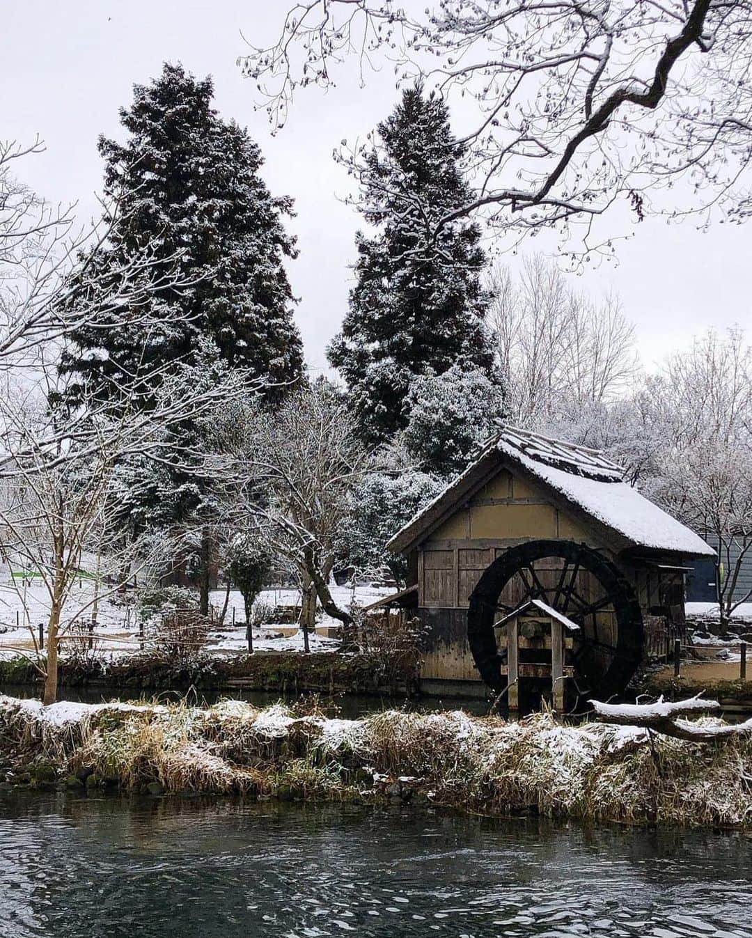 ?長野県 観光 公式インスタグラム さんのインスタグラム写真 - (?長野県 観光 公式インスタグラム Instagram)「// Photo by @azuminoalpu  雪景色も趣がある 「大王わさび農場」 ＠安曇野市  日本最大級の規模を誇る 「大王わさび農場」 北アルプスからの雪解け水で一年を通して良質なわさびが栽培されています👀✨️  夏の緑美しい景色から、冬は風情を感じられる雪景色に⛄️✨️  施設では、わさびをメインに楽しめる定食や、わさびコロッケ、わさびソフトクリームなども販売しているので、わさびを存分に楽しむことができますよ😀✨️  ＝＝＝＝＝＝＝＝＝  Daio Wasabi Farm (Azumino City)  The Daio Wasabi Farm is one of the largest wasabi farms in Japan. Utilizing the snow melt from the Northern Japanese Alps, the farm grows high-quality wasabi throughout the year.  There’s charming scenery to enjoy in every season. In summer, it is surrounded in lush greenery, and in winter, it sits below snow-covered peaks.   You can also enjoy lunch sets and snacks flavored with wasabi, such as wasabi croquettes and wasabi soft serve.  ＿＿＿＿＿＿＿＿＿　  Location / Azumino City , Nagano , Japan   #おうちでながの #長野のいいところ #大王わさび農場 #安曇野市  ＿＿＿＿＿＿＿＿＿  🍁インスタアワード秋冬⛄作品募集中📷  #長野の列車旅秋冬 撮影場所(長野県内に限ります) をキャプションに入れて 応募期間（10/16～1/31）に投稿してください。 優秀作品に選ばれると 長野県特産品セットをプレゼント🎁」12月14日 17時04分 - nagano_japan