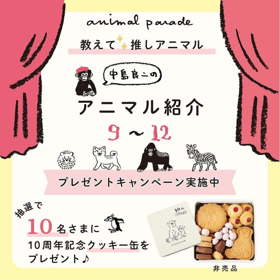 RYU-RYUさんのインスタグラム写真 - (RYU-RYUInstagram)「【アニマルパレード10周年プレゼントキャンペーン受付中！】 . こんばんは！ . 「アニマルパレード」シリーズ10周年 記念プレゼントキャンペーン 『教えて☆推しアニマル』への たくさんのご応募ありがとうございます！ . キャンペーンはまだまだ応募受付中！ 締め切りまでまだ日にちがありますので 今はじめてこのキャンペーンを知ったよ！ という方のために、 アニマルパレードの”生みの親” 絵描き・中島良二がエントリーアニマル16種類を 毎週末、4回にわたってご紹介します🎤 . 第3回目の今日は エントリーNo.9からNo.12のアニマルたちです。 中島画伯による紹介を参考にしながら ぜひご応募くださいね😊 . 応募はリュリュ公式アカウント @ryuryu_zakka から 「キャンペーン応募ページ」の投稿にアクセスしてね🔍 (👇応募方法、注意事項のご確認もお忘れなく👇) . ■応募方法 ①RYU-RYUのアカウント @ryuryu_zakka と 中島良二のアカウント @ryoji_nakajima_osakaをフォロー . ②「キャンペーン応募ページ」の投稿に アクセスして、 16種類のアニマルの中から あなたが選ぶ「イチ推しアニマル」を1種類選んで この投稿のコメント欄に「番号」と「アニマルの名前」をコメントしてください。 . ※フォローして間もないあいだは、コメントができない場合があります。 その場合はしばらく時間を置いてからコメントしてみて下さい。 . コメントしてくれた応募者の中から 抽選で10名様に 「10周年記念クッキー缶」をプレゼント！ アニマルパレード10周年記念の オリジナルクッキー缶に 神戸のお菓子屋さん 「LE PONT」 @lepont_haru さんの クッキーがぎっしり詰まった 豪華コラボレーションのクッキー缶、 今回のためだけの非売品レアアイテムです🎁 10周年ロゴ入りクッキーとシロクマのクッキーも 1枚ずつ入っています🐻‍❄️ . ■応募締め切り 2024年1月10日（水） . ■当選のご連絡 2024年1月末頃（予定） ご当選者様には当アカウントより当選通知のDMをお送りいたします。 . ■応募条件＆注意事項 ▪︎公開アカウントにてご応募ください。アカウント非公開の場合は抽選対象となりません。 ▪︎ご応募はお一人様1回限りとなります。 ▪︎期間終了後に抽選を行い、当選者の方にのみ当選通知のDMをお送りします。 ▪︎アカウント上での当選者発表は行いません。また、抽選結果のお問い合わせにはお答えできませんのでご了承ください。 ▪︎当選者の個人情報はプレゼント発送時の使用のみとし、第三者に掲示、提供することはありません。 ▪︎当選のご連絡後、1週間以内にご返信がない場合、当選が無効となります。 ▪︎発送の都合上、プレゼントの発送は日本国内のみとさせていただきます。 ▪︎プレゼントの発送において、記載いただいた情報に不備がある場合や、配達期間内にお受け取りいただけない場合は、当選が無効となります。 ▪︎クッキーのアレルギー成分（一部に小麦・乳成分・アーモンド・卵・大豆を含む）をご確認の上、ご応募ください。 ▪︎ クッキー原材料：小麦粉（国内製造）、バター、砂糖、アーモンド、卵、ココナッツ、ココア、ヘーゼルナッツ。チョコレート、牛乳、シナモン、フランボワーズ、いちご、塩／乳化剤、安定剤（ペクチン）※一部に小麦・乳成分・アーモンド・卵・大豆を含む ▪︎ 掲載画像はサンプルの為、クッキーの種類等 内容に一部変更が生じる場合がございます。 ▪︎プレゼントの返品・交換はできません。 ▪︎プレゼントは丁寧に梱包・発送いたしますが、クッキーにつきましては輸送中に欠け・割れが生じる場合がございます。予めご了承ください。 . #リュリュ #ryuryu #アニマルパレード #アニパレ #アニパレ10周年 #おかげさまで10周年 #中島良二 #アニマル #推し #推しアニマル #文具 #ステーショナリー #動物 #どうぶつ #イラスト #プレゼント #キャンペーン #10周年記念企画 #クッキー #クッキー缶 #焼き菓子 #クッキー詰め合わせ」12月14日 17時50分 - ryuryu_zakka