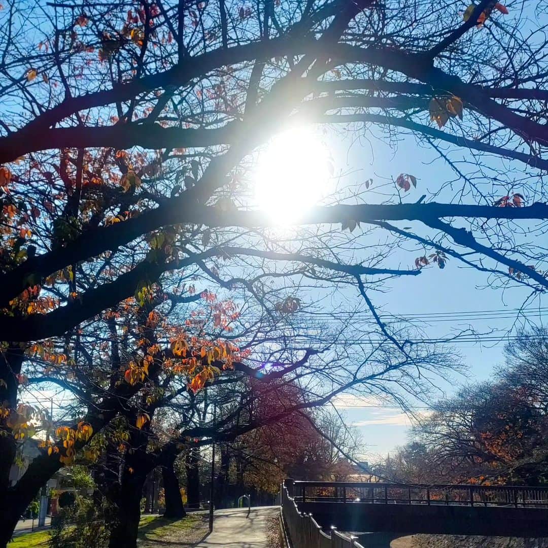 有馬徹さんのインスタグラム写真 - (有馬徹Instagram)「おはようございます。 朝の散歩。久しぶりにやりました。気持ちがいいです。落ち着きます。  #朝散歩 #朝のルーティン」12月14日 9時45分 - inuarima
