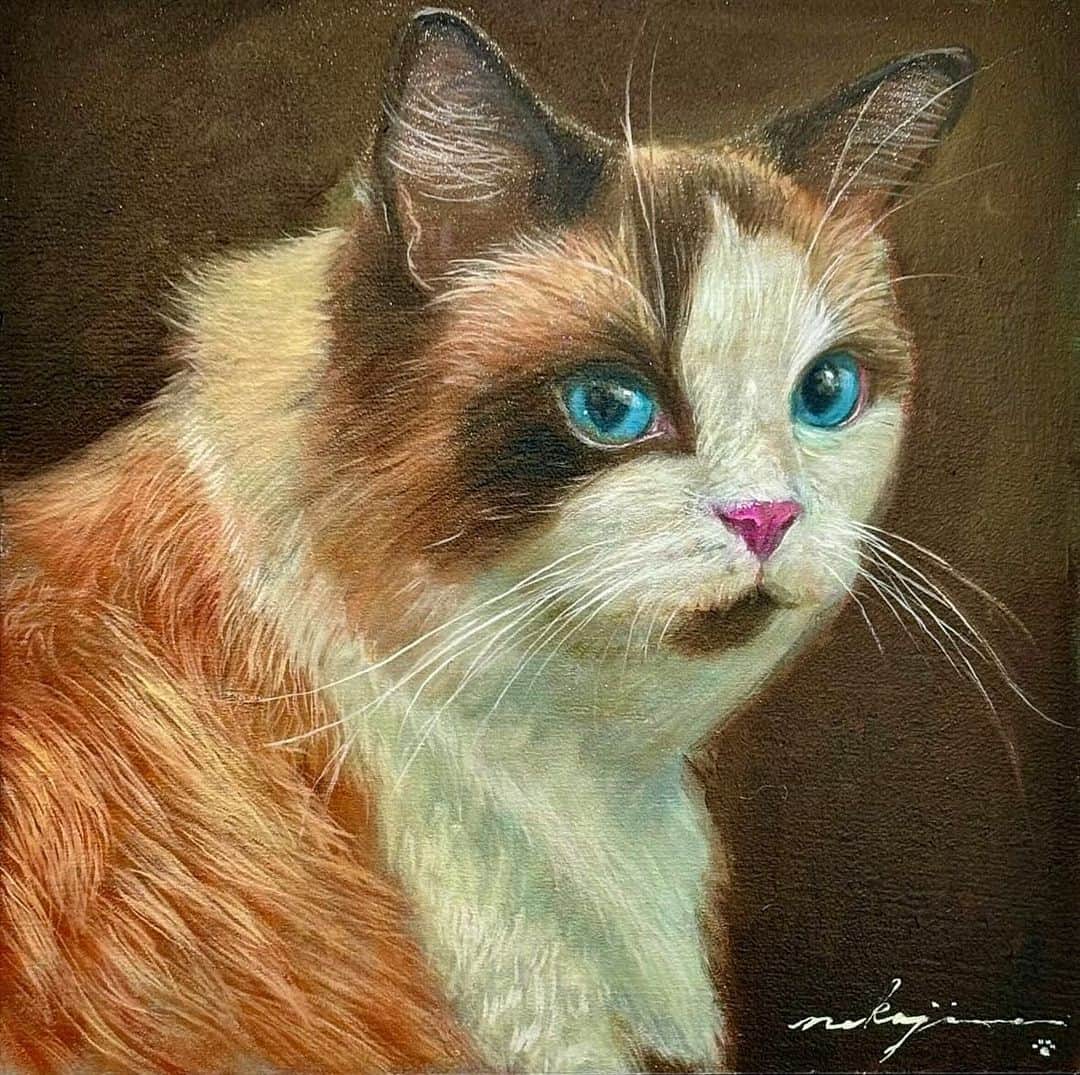 大島由香里のインスタグラム：「画家の中島健太さん @painterkenta  が なんと！ 我が家の大猫ムーを描いてくださいました🐈！！ ふわふわな毛、ブルーの瞳、ピンクの鼻 ちょっと歪なハチワレの柄……全部リアルです 動き出しそうだし撫でたくなる、生命を感じます 私も本猫もくんかくんかしながら大興奮  実物の絵画はもっともっと艶と体温感じられて綺麗なの！ 写真だと伝わりづらいのちょっと悔しいけど それも絵画の魅力の一つだったりしますよね🖼  中島さん、これからもバラいろダンディみます！ 個展にも行かせてください！ そして、間違いなくこの絵は家宝です！！ ありがとうございました  #中島健太 #画家 #絵画 #油絵 #猫 #ラグドール #我が家の猫 #どこに飾ろう #kentanakajima  #painting #painter #cat #ragdoll #oilpainting」
