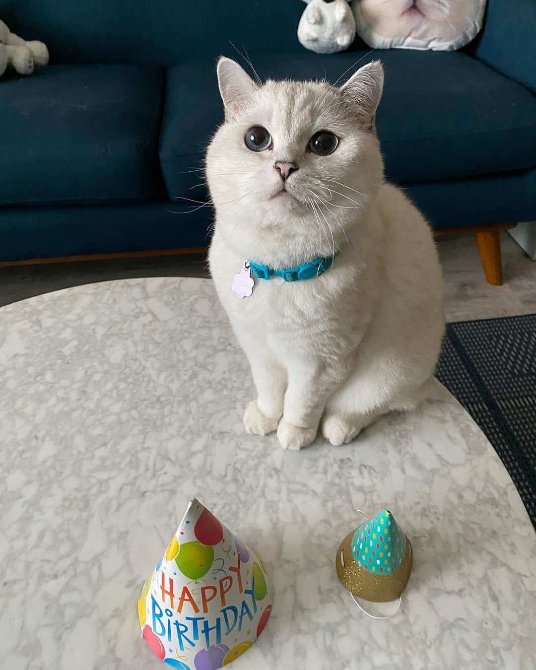 ミスター・ホワイトのインスタグラム：「It’s almost my birthday 🥳   #meow #cute #birthday #love」