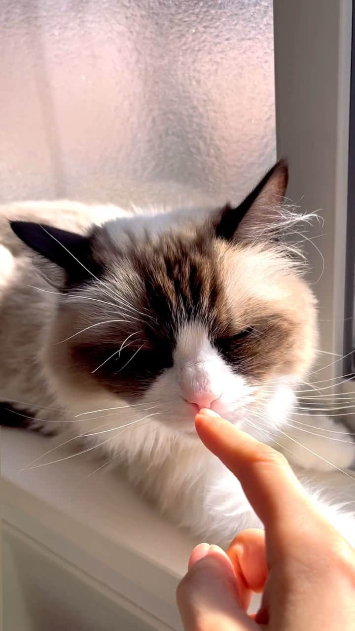 森ニーナのインスタグラム：「今日のシエル様✨👸」