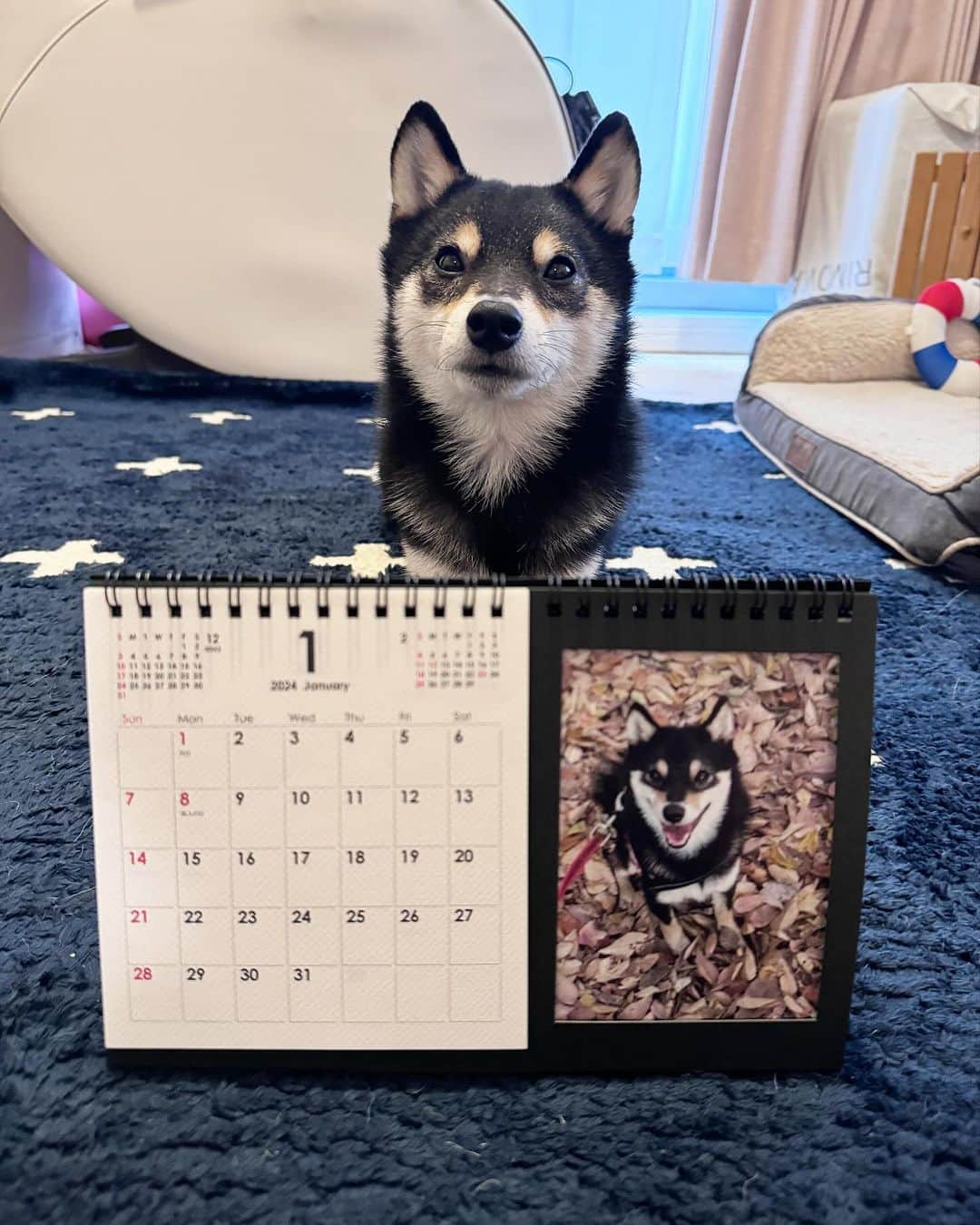 岩瀬玲のインスタグラム：「来年用カレンダー  @rivergood365 さんのカレンダーです なんとフレームがついていて 自分の好きな写真を入れ替えられるの😍  だから季節とか 新しく撮った画像とか 好きなのを好きなタイミングで入れられるから便利  直接印刷するのもいいけど 何気に12枚選ぶのって大変だからこれはよい！ 台紙にツメがついてるなら 写真ずれない😍  印刷した後にやっぱりこっちの写真にすればよかった❗️ ってことがなくなるから嬉しい  写真は横向き用のものあるし 一部1320円 まとめて注文すると安くなるよー  あー サブかわいい😍😍  #PR  @rivergood365  #リバーグッド  #リバーグッドカレンダー #柴犬 #豆柴 #うちの子グッズ」