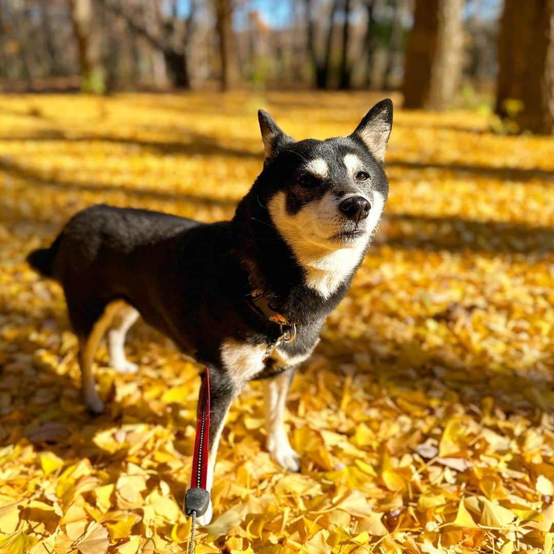 vo_coさんのインスタグラム写真 - (vo_coInstagram)「🐾 スタッドレス換装のついでに久しぶりの野川公園にこたちゃん帯同 銀杏がちょうど陽を浴びてナウシカの映画のラストシーンみたいに輝いてました✨ まあかなり臭かったけどw ＊ #shibastagram #instashiba #shiba #shibainu #黒柴 #柴犬」12月14日 15時14分 - vo_co