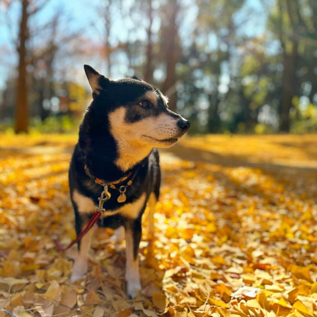 vo_coさんのインスタグラム写真 - (vo_coInstagram)「🐾 スタッドレス換装のついでに久しぶりの野川公園にこたちゃん帯同 銀杏がちょうど陽を浴びてナウシカの映画のラストシーンみたいに輝いてました✨ まあかなり臭かったけどw ＊ #shibastagram #instashiba #shiba #shibainu #黒柴 #柴犬」12月14日 15時14分 - vo_co